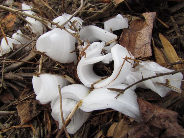 frost flower frozen forms