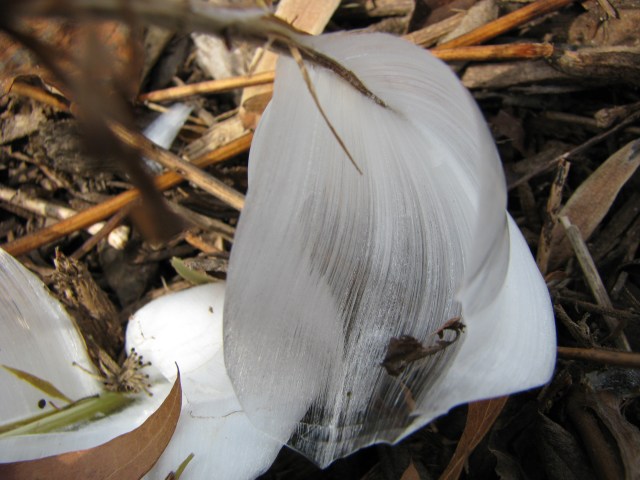 frost flower frozen forms