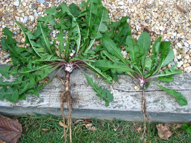 IMG_0303 taraxacum officinale dandelion