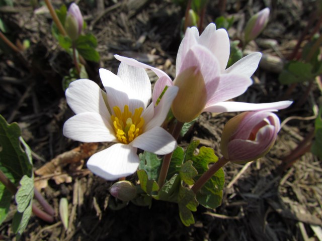 Sanguinaria canadensis - bloodroot