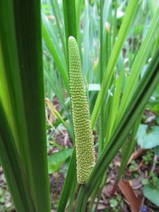 Acorus calamus - sweetflag in flower