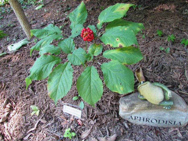 Panax-quiquefolius - American ginseng