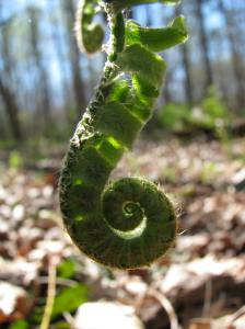 Matteuccia struthiopteris - ostrich fern fiddlehead down by Grandpa's creek 