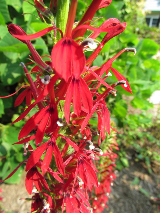 Lobelia cardinalis - Cardinal flower
