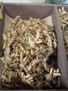 Curcuma longa - turmeric roots