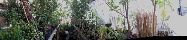 IMG_0019 panoramic greenhouse - Version 2