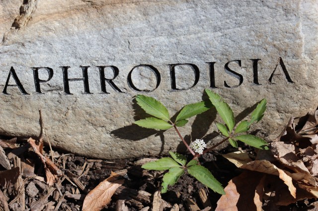 Panax trifolius - dwarf ginseng growing wild in the Aphrodisia Plot...