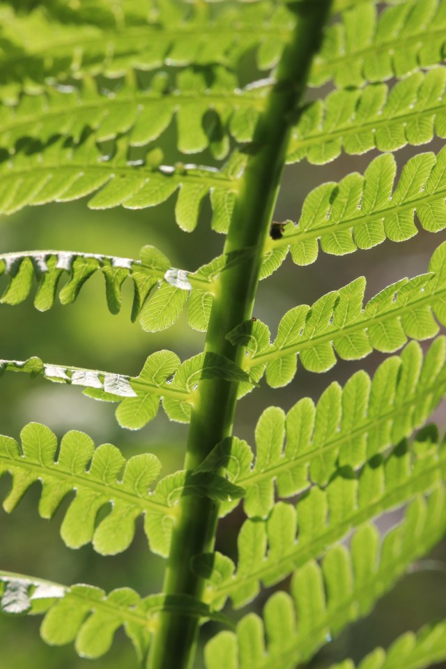 Matteuccia struthiopteris -ostrich fern  