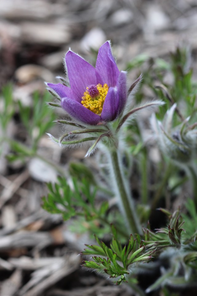Anemone pulsatilla in bloom