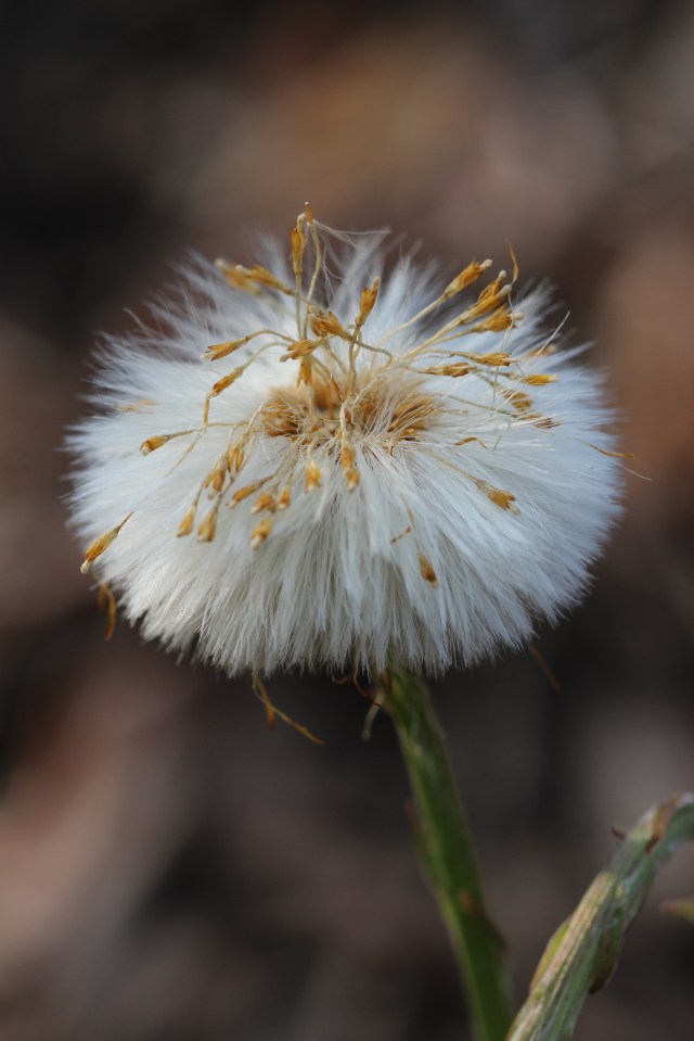 Tussilago farfara Colt's foot in seed