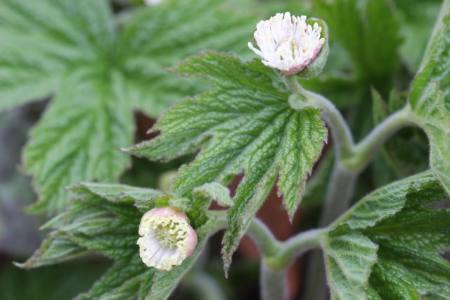 Hydrastis canadensis - Goldenseal in flower