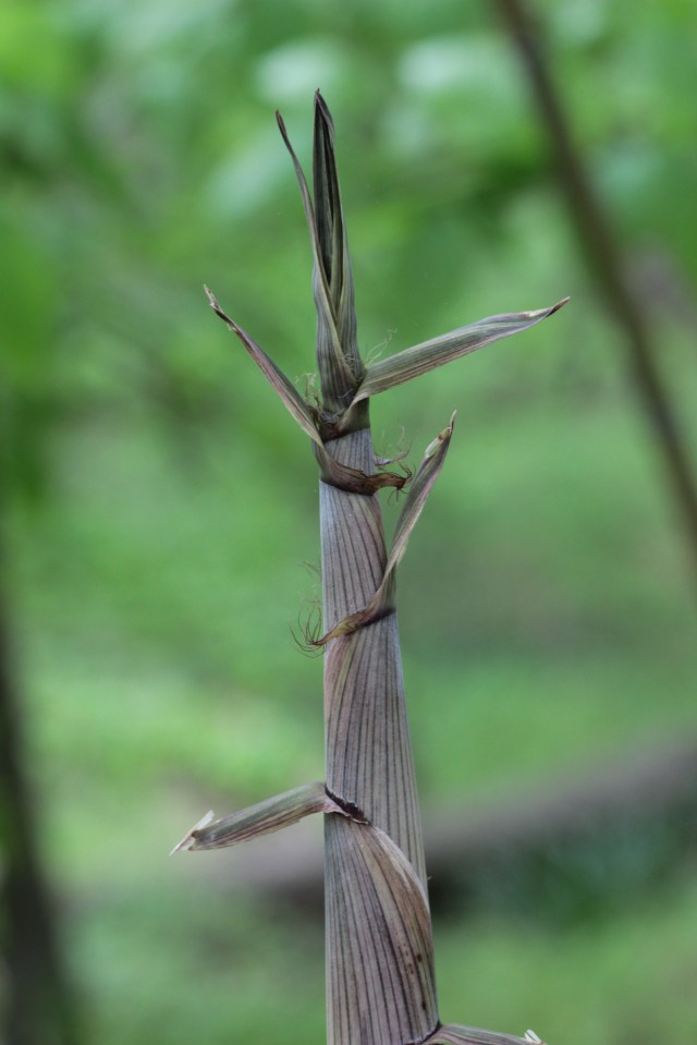 bamboo sprout 