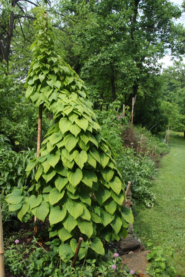 Dioscorea sp. Wild yam gone wild