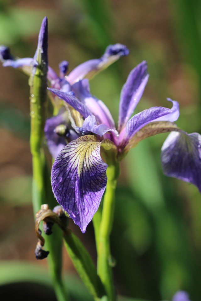 Iris versicolor - Blue flag Iris