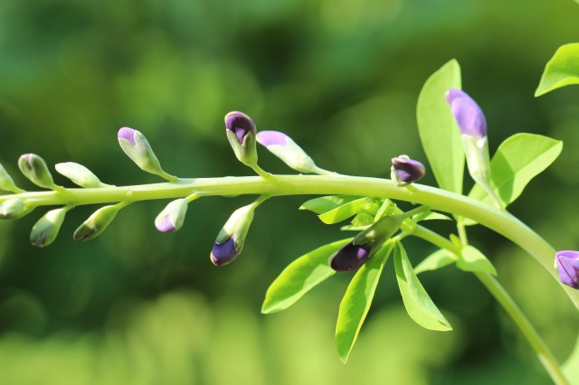 Baptisia australis - Blue false indigo in bud