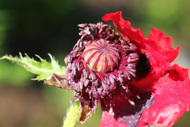 Papaver bracteatum - Iranian poppy - after the hail storm