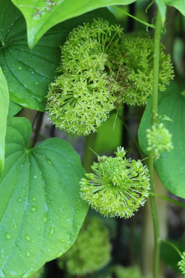 Smilax herbacea - Carrion flower - intertwined with the wild yam.