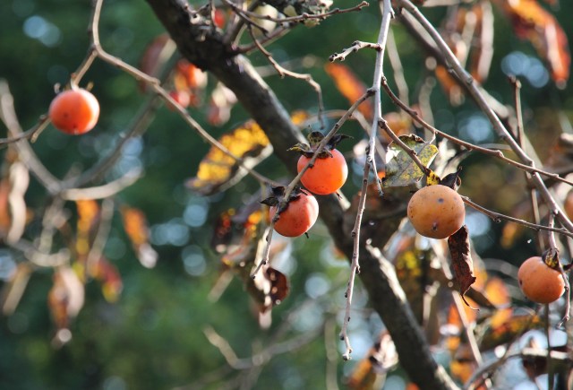 Persimon ~ Asimina triloba