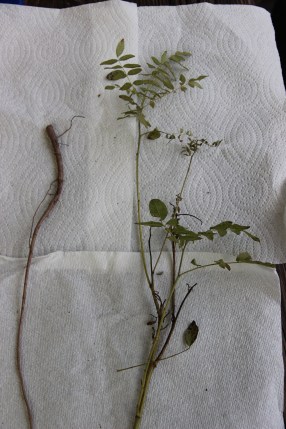 Glycyrrhiza glabra - licorice root (left) and stem leaf (right) just harvested from the Green Farmacy Garden