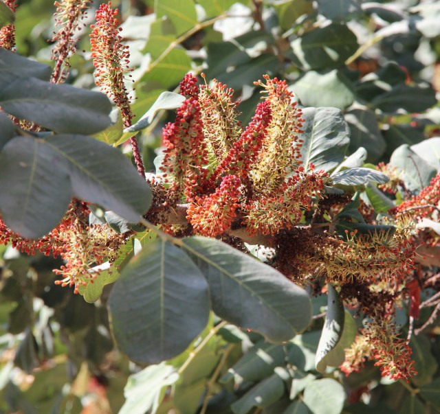 Carob, Ceratonia siliqua, has male and female flowers on separate trees. These are the male flowers and the strong "male" scent    lures not only insects to gather pollen but also me (H.Metzman). Ramat Rachel Jerusalem, Israel 