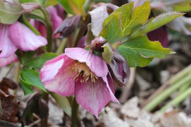 IMG_9245 lenten rose helleborus niger