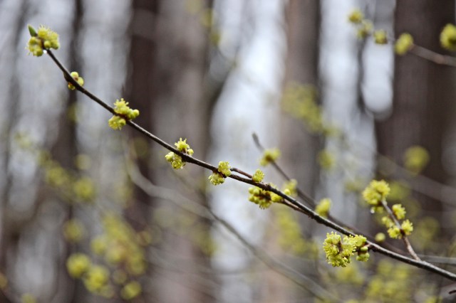 IMG_0003 Lindera benzoin spicebush