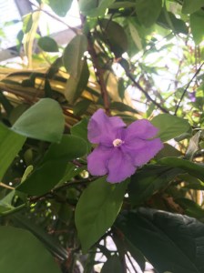 brunfelsia leaf shape