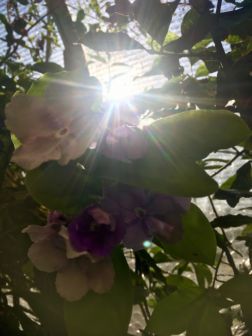 brunfelsia sunburst