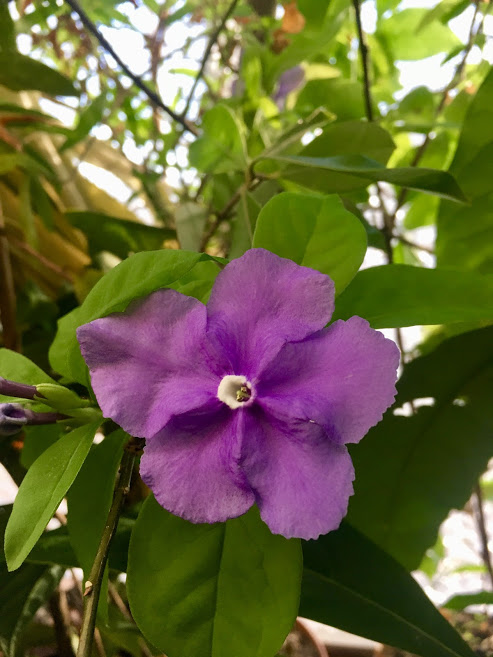 brunfelsia2