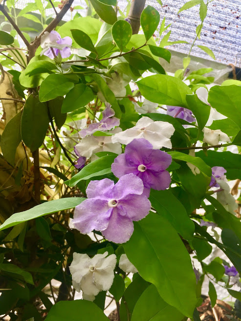 endless layers of blooms