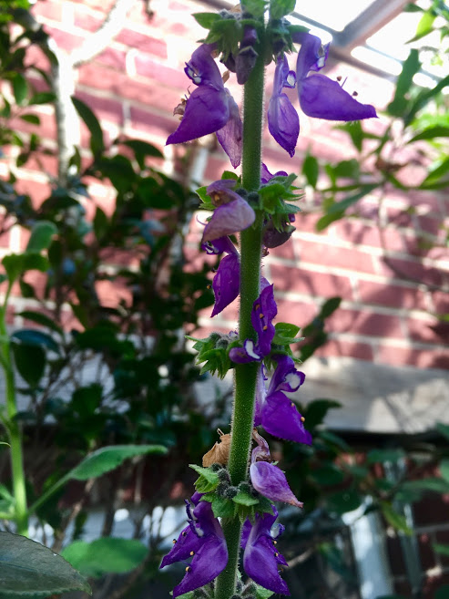 Plectranthus barbatas