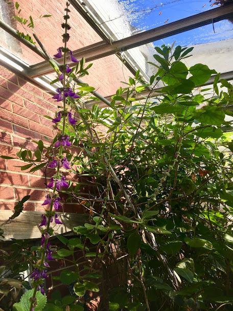 plectranthus &amp; tangle o'tropicals