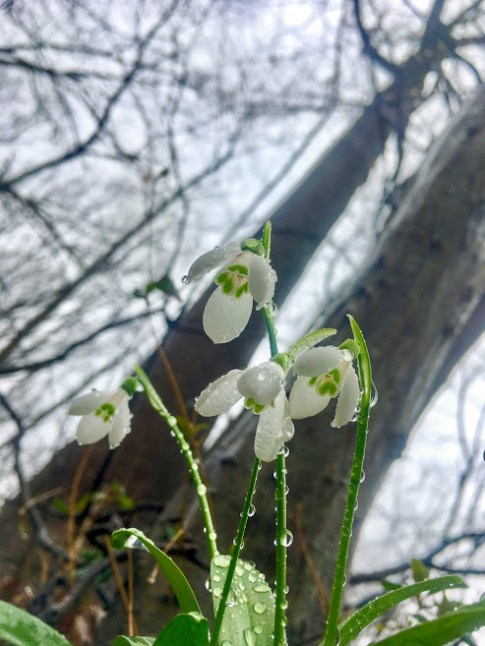 s bedew'd snowdrops