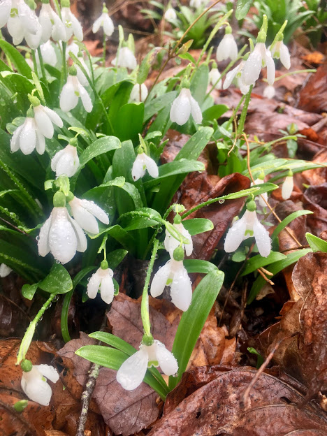 s group rainy snowdrops