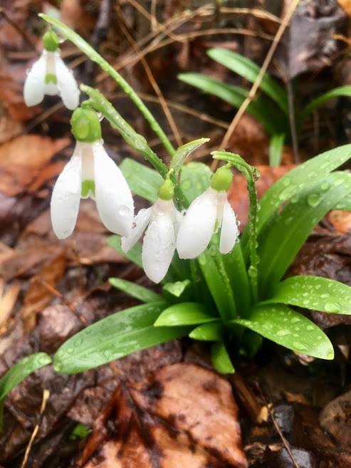 s group rainy snowdrops2