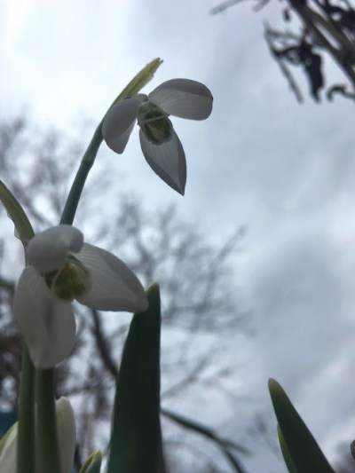 s under moody snowdrops