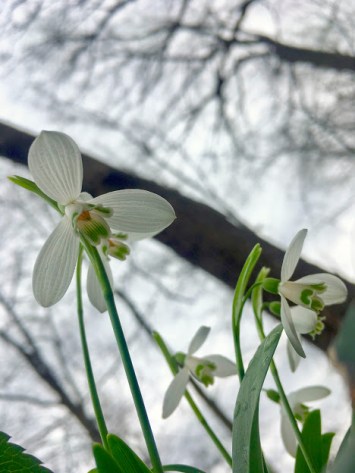 s underneath snowdrops