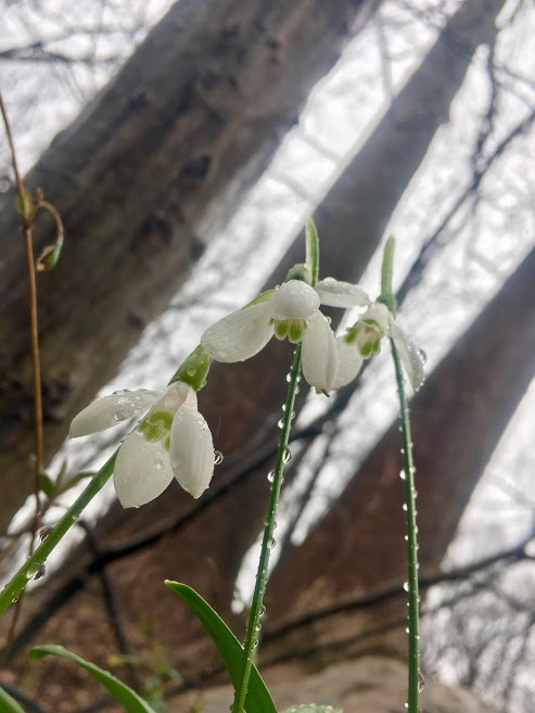 s underneath 'sunny' dewy snowdrops