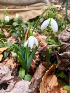 sfirst snowdrops