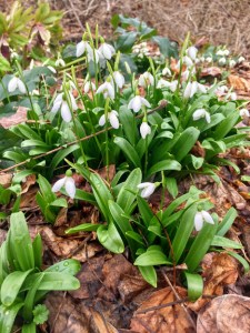 snowdrop clusters