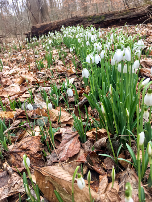spsilly circle snowdrops2
