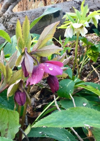 HelleboreWoodLogEdge