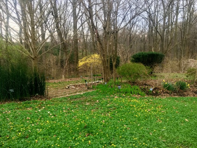 *.yellow hues of forsythia, celandine and narcissus illuminating moody spring tones