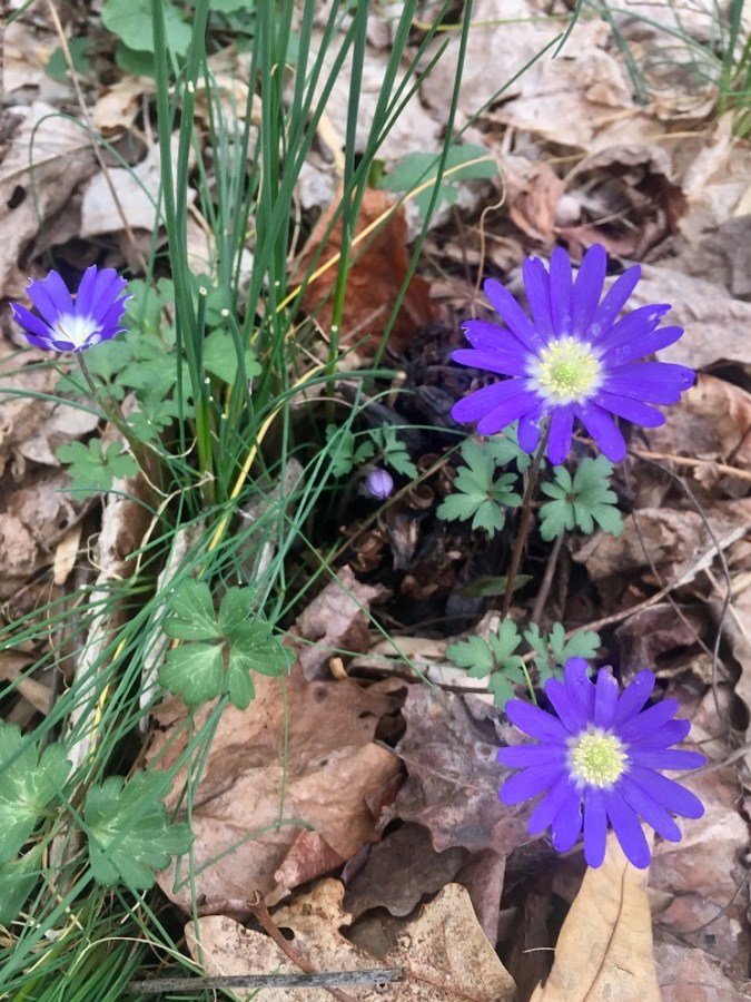 Anemone blanda : woodland windflower : an appropritate name for these dank, winds-o-seasons-change times...