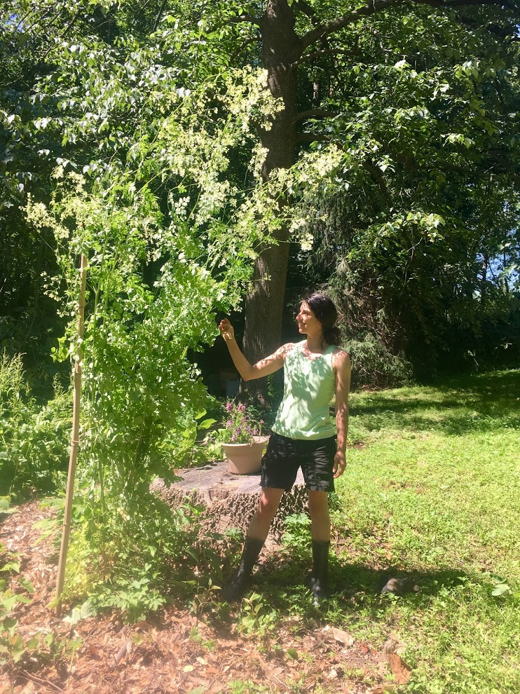 June Meadown Rue AnnieSophieBio