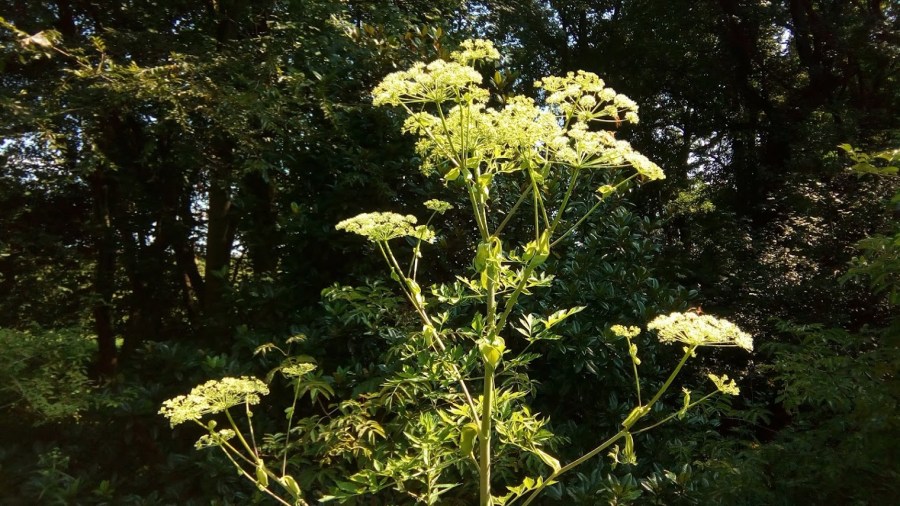 majestic Angelica dahurica