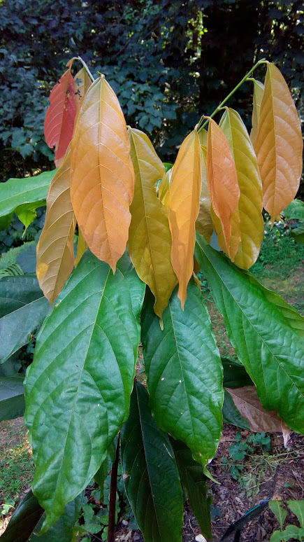 Golden crown of new leaves on Theobroma cacao - Chocolate