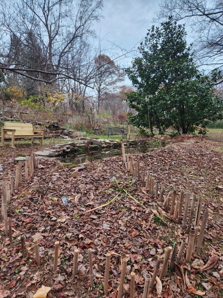bamboo protecting pond overflow garden